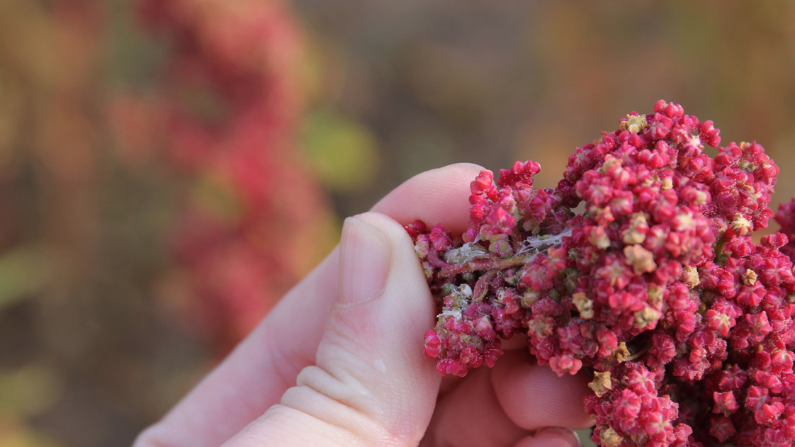 玻利维亚藜麦区域公用品牌战略规划